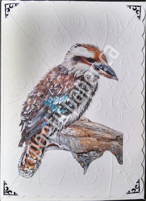 kookaburra greeting card