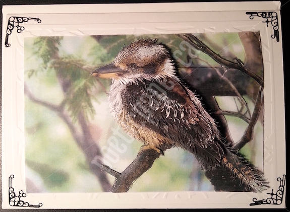 kookaburra greeting card