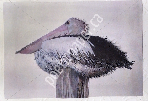 pelican greeting card