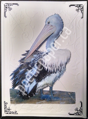 pelican greeting card
