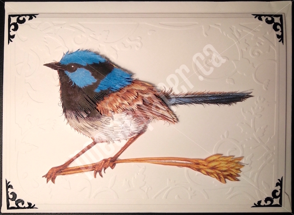superb fairy wren greeting card