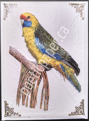 yellow rosella greeting card
